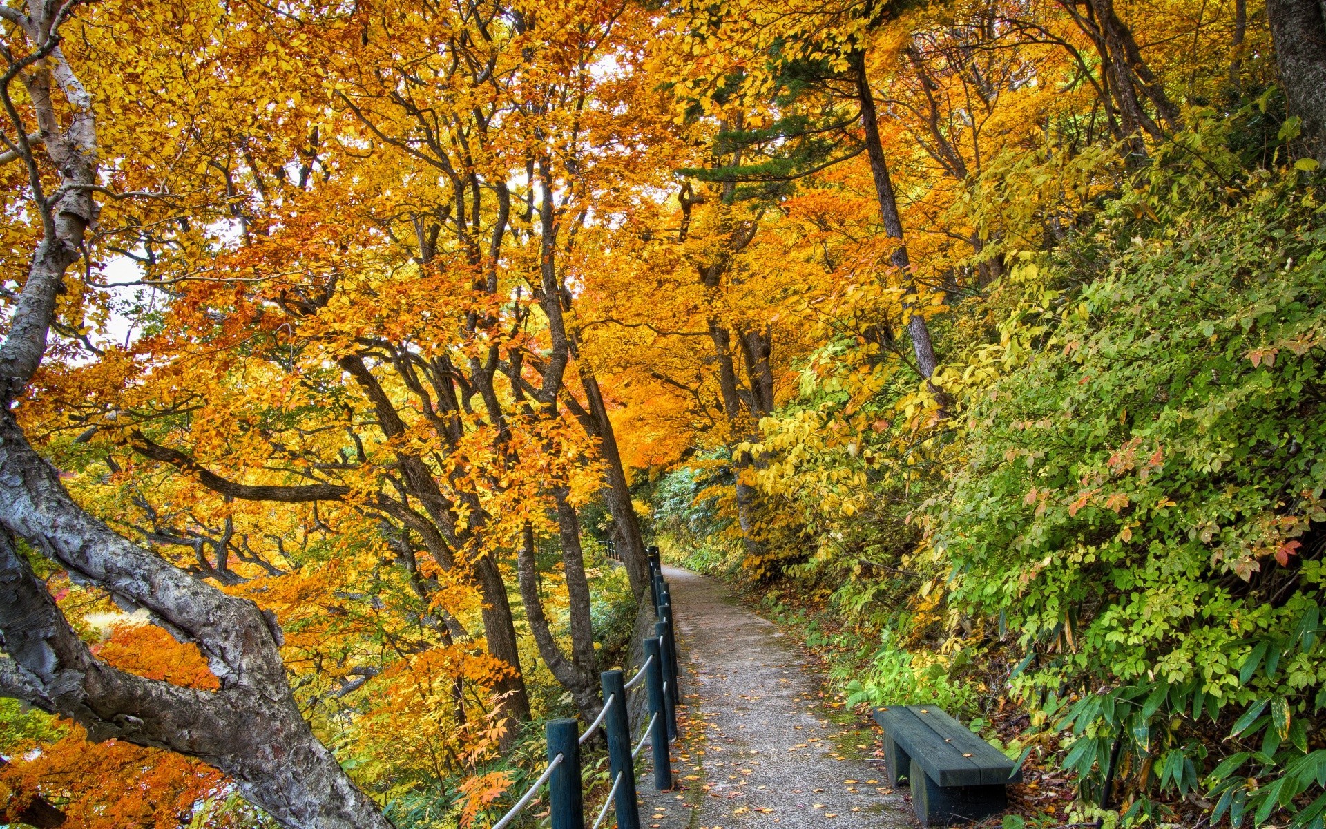 outono outono folha madeira árvore bordo temporada paisagem natureza cênica parque cenário guia ouro cena caminho ambiente ao ar livre ramo exuberante