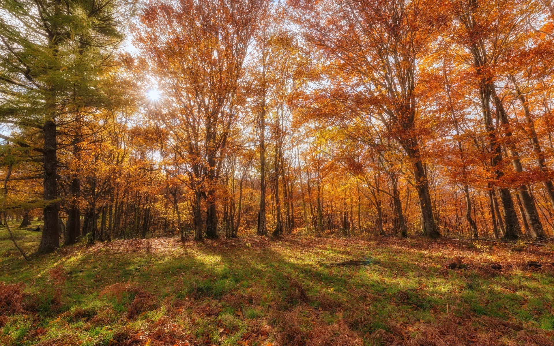 herbst herbst holz holz landschaft natur blatt saison park gutes wetter dämmerung auf dem land im freien landschaftlich umwelt landschaft gold szene sonne guide