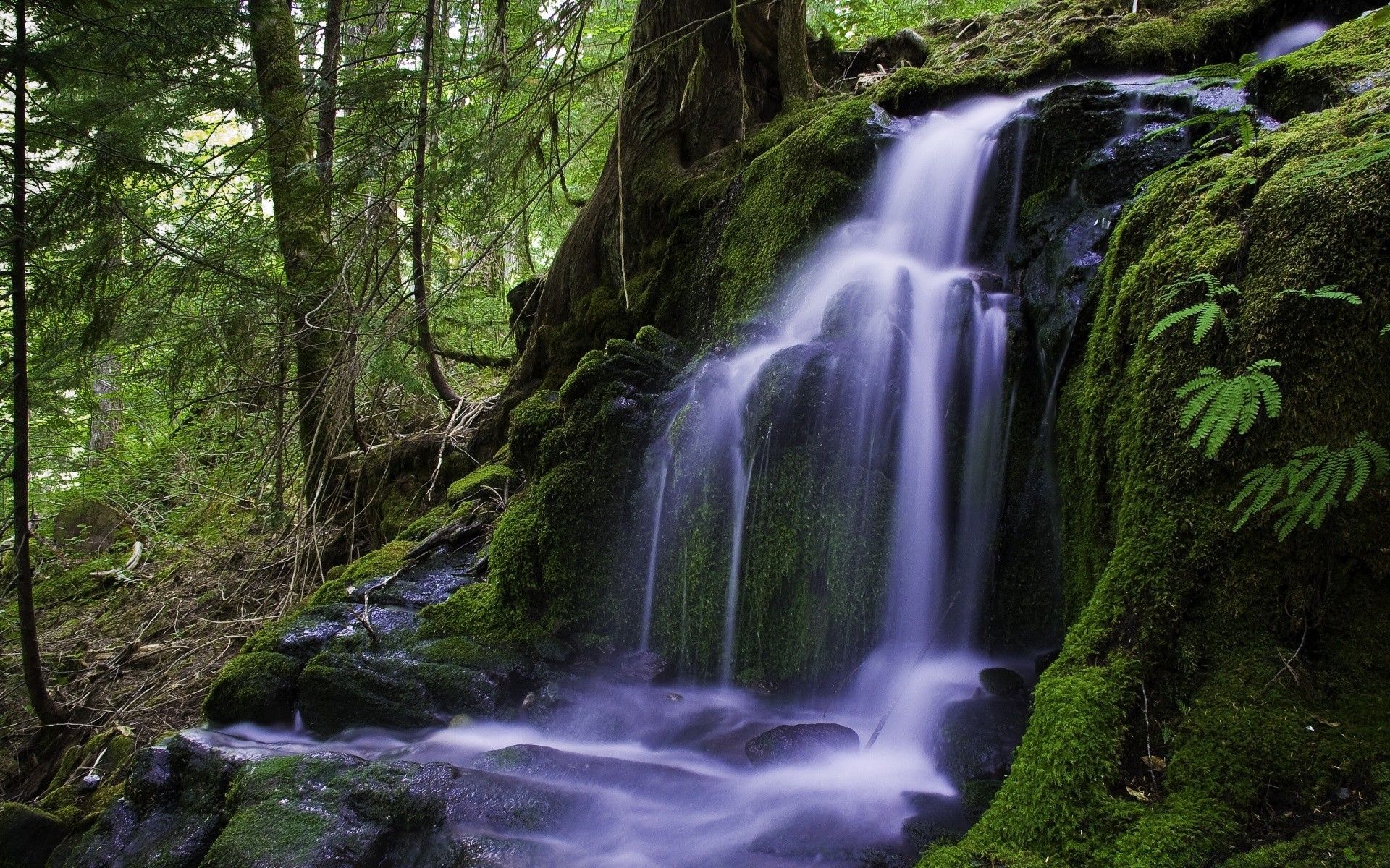 cascadas cascada madera agua musgo naturaleza río corriente roca al aire libre paisaje grito hoja mojado otoño pureza montañas salvaje cascada árbol