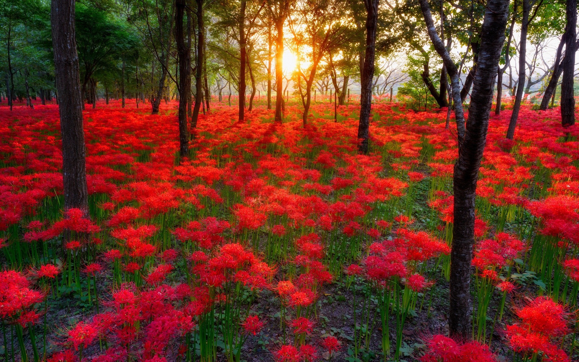 automne fleur nature jardin flore parc feuille saison bluming croissance couleur floral champ extérieur été lumineux pétale herbe arbre lumineux