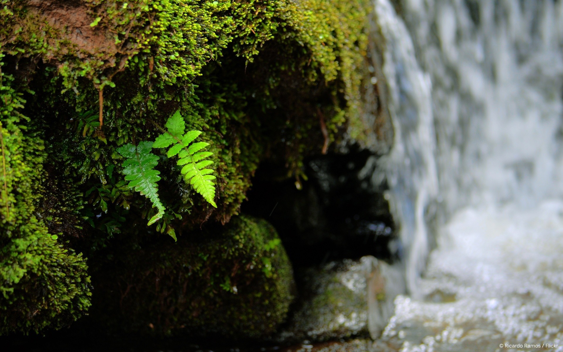 wasserfälle moos im freien wasser natur blatt holz stein rock wasserfall landschaft baum medium tageslicht fern