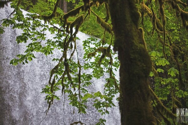 Photo de l arbre en été sur fond de cascade