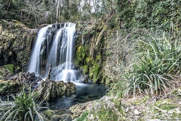 Waterfall in a woody forest