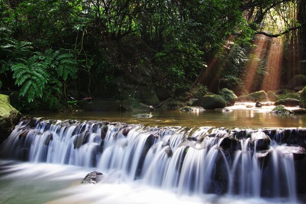 Água-teste padrão baseado com floresta