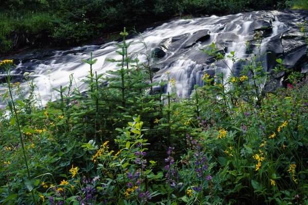 Sommer Wasserfall in der Nähe von Pflanzen