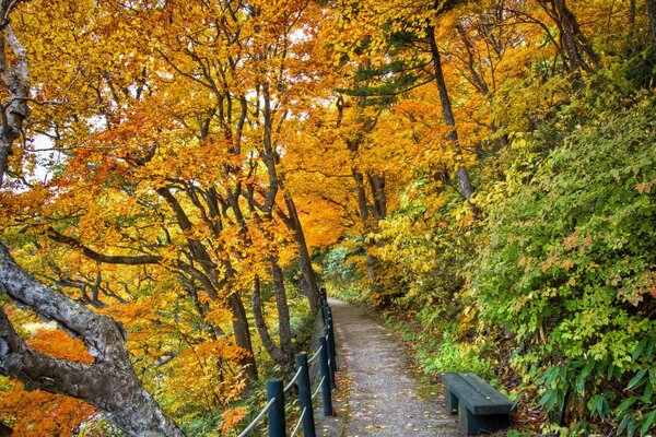 A path with a fence in the autumn forest