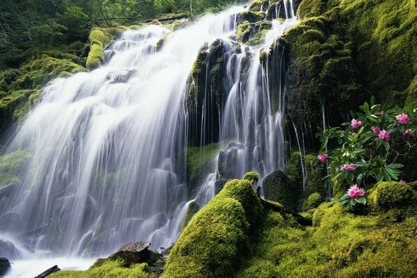 A bush of pink flowers next to a large waterfall