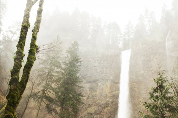 A high waterfall in a misty forest