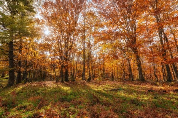 Herbstlandschaft Wald und Sonne