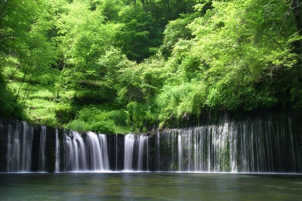 Cascadas en medio del bosque