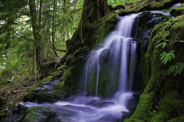 There are moss and trees around the waterfalls