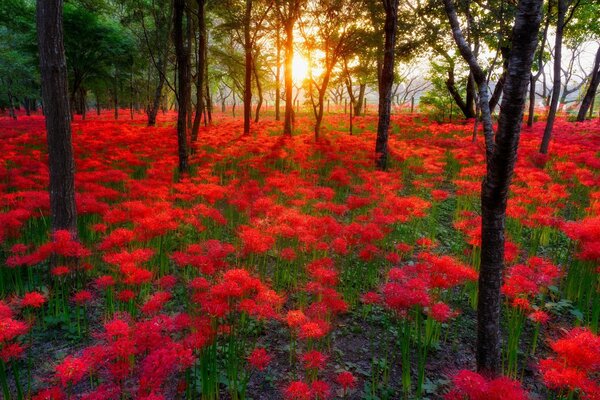 Las puestas de sol más bellas del mundo