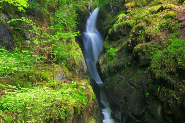 Hermosa cascada en el bosque verde