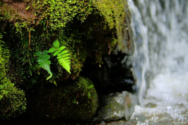 Hoja verde cerca de la cascada