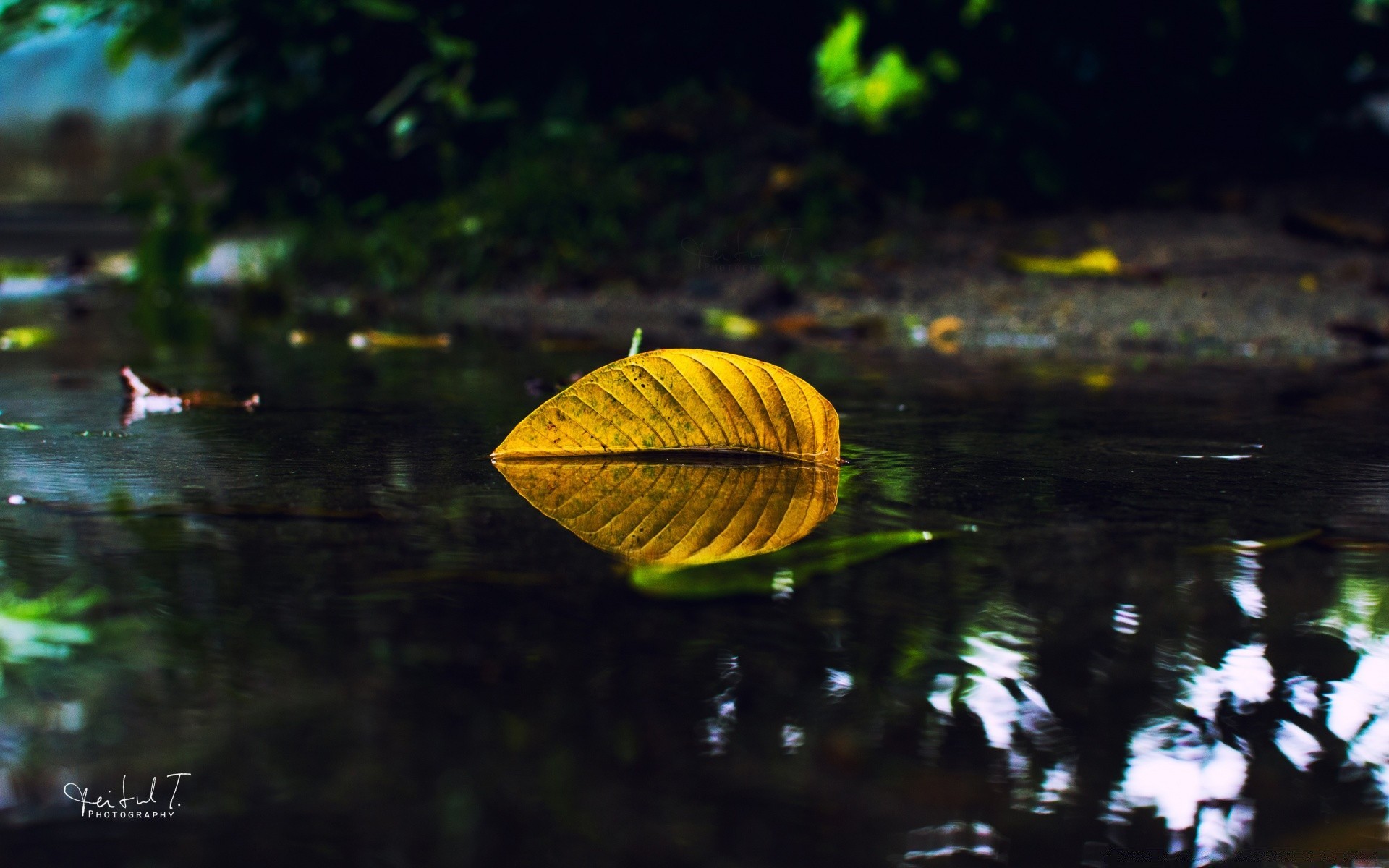 otoño hoja naturaleza al aire libre madera otoño agua lluvia luz flora crecimiento jardín brillante árbol desenfoque verano medio ambiente