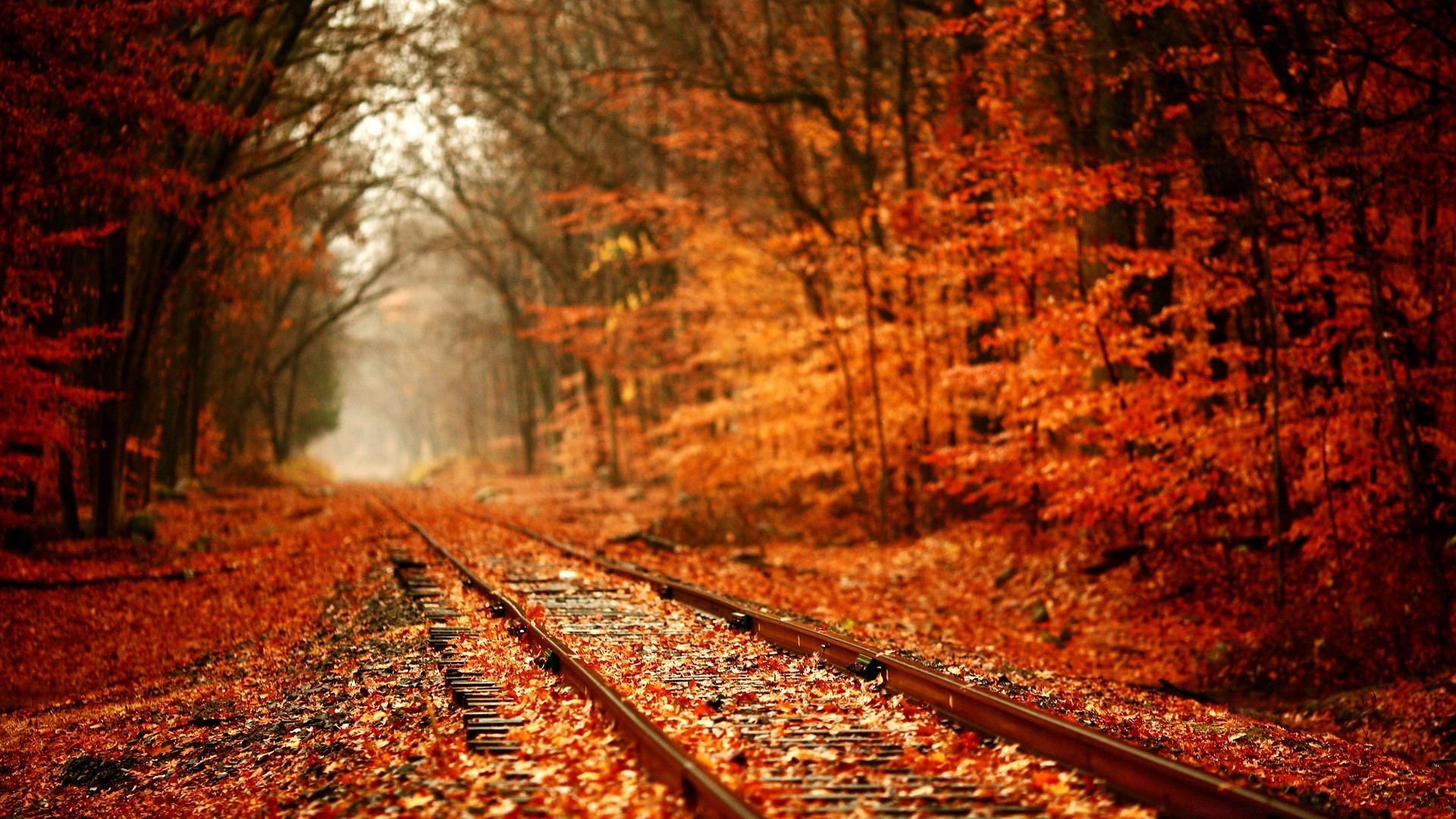 autunno autunno albero di legno foglia di guida strada di viaggio all aperto paesaggio stagione luce natura maple park