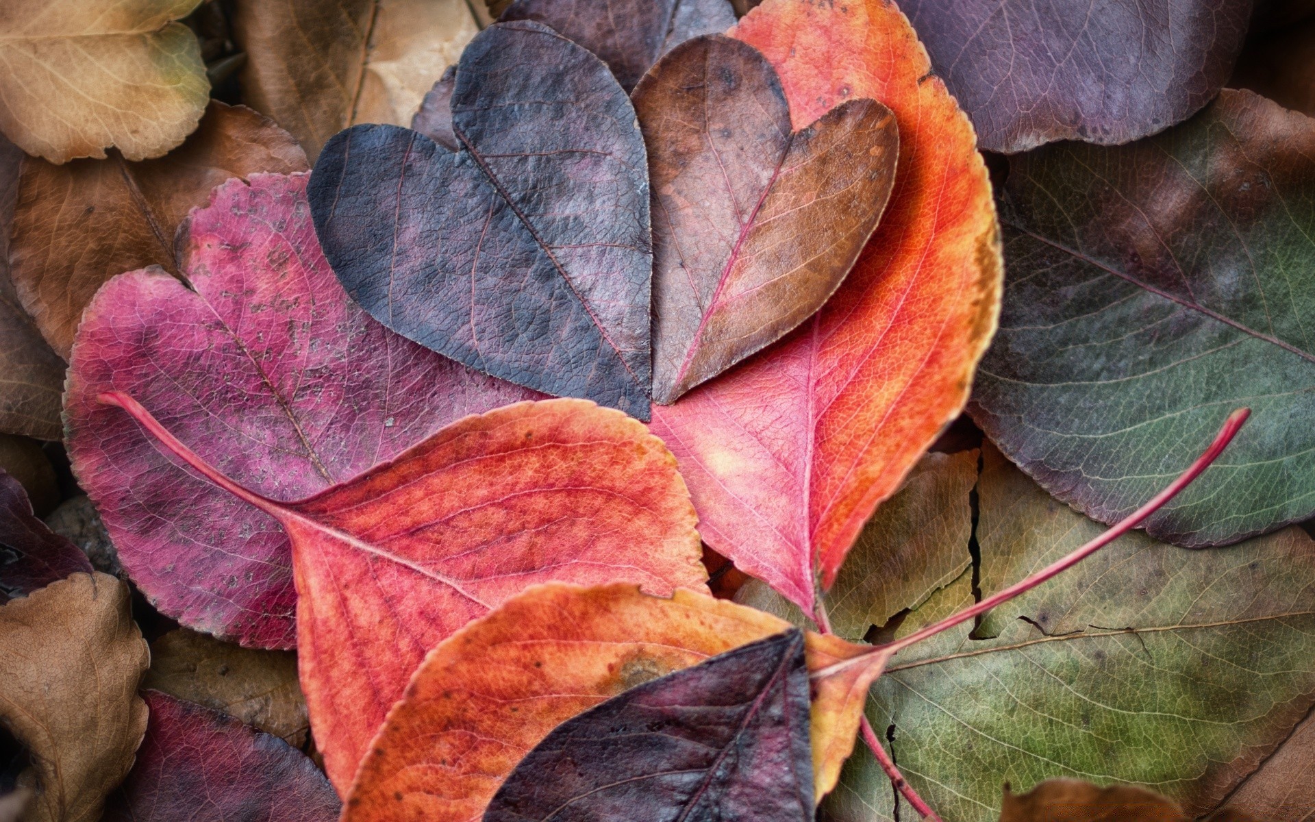 autumn fall leaf nature desktop tree flora texture color outdoors pattern close-up season maple wood bright