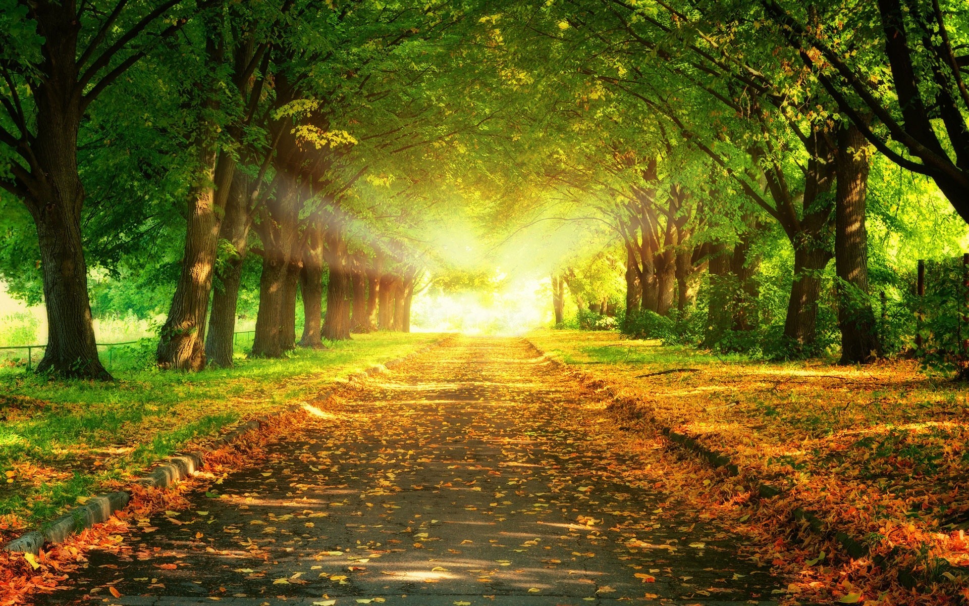 autumn tree leaf nature wood fall landscape dawn outdoors park fair weather guidance lush countryside mist grass sun light road rural