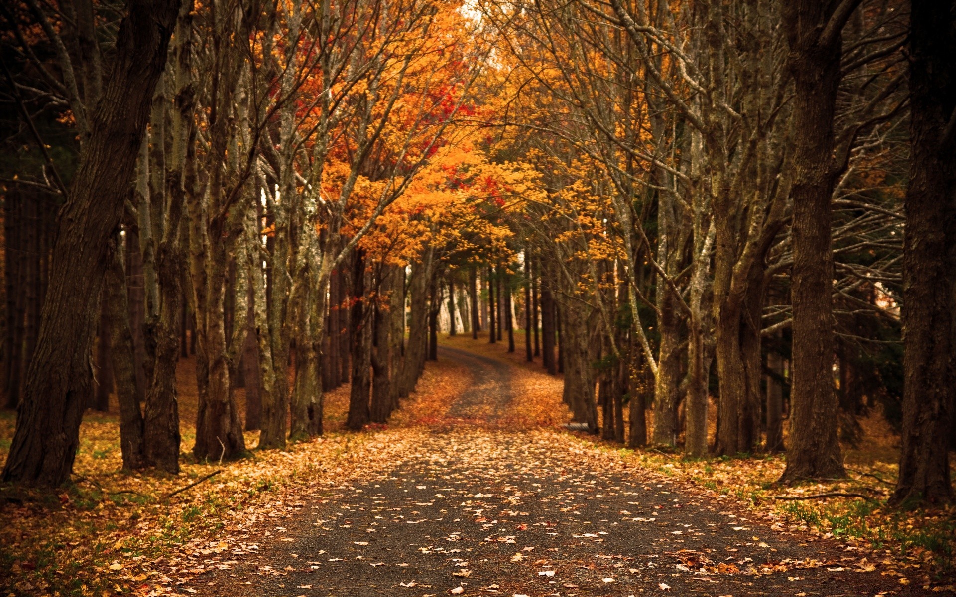 autumn tree wood fall leaf landscape guidance park road alley footpath scenic nature outdoors branch dawn season avenue environment lane