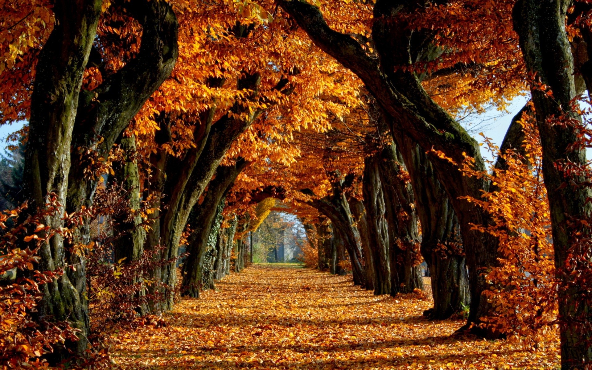 jesień jesień drzewo liść park drewno natura maple krajobraz złoty sezon przewodnik na świeżym powietrzu scenic światła środowiska