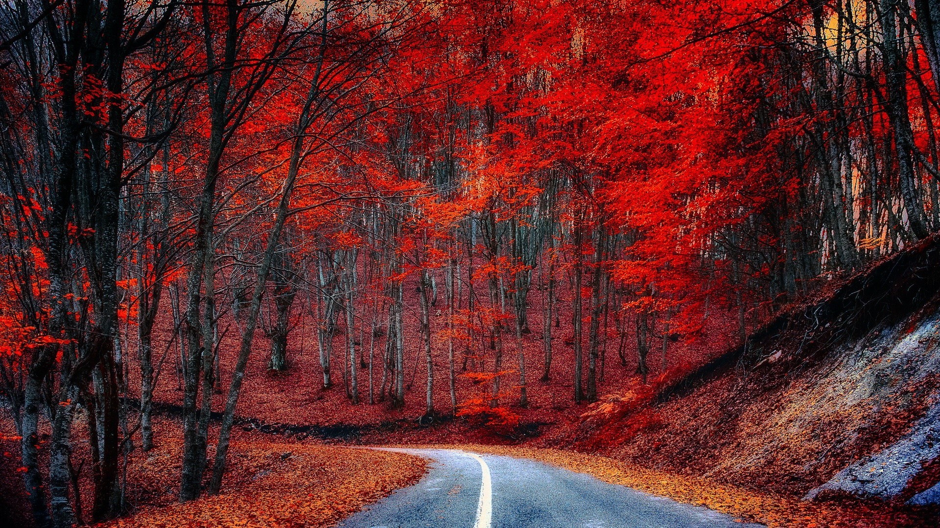 automne arbre paysage automne bois route feuille scénique