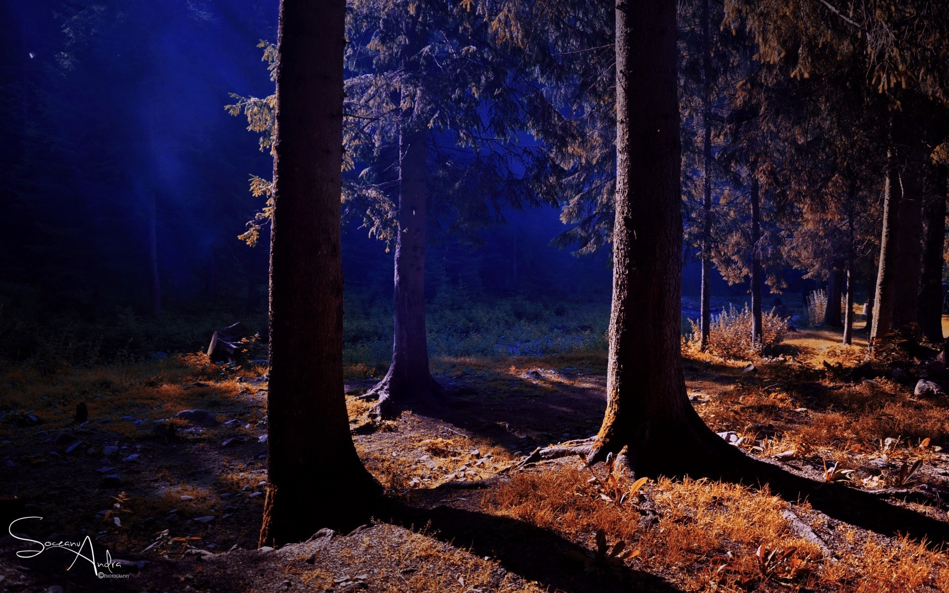 herbst holz holz herbst landschaft natur dämmerung blatt licht park umwelt geheimnis landschaftlich dunkel hinterleuchtet schatten nebel nebel sonnenuntergang