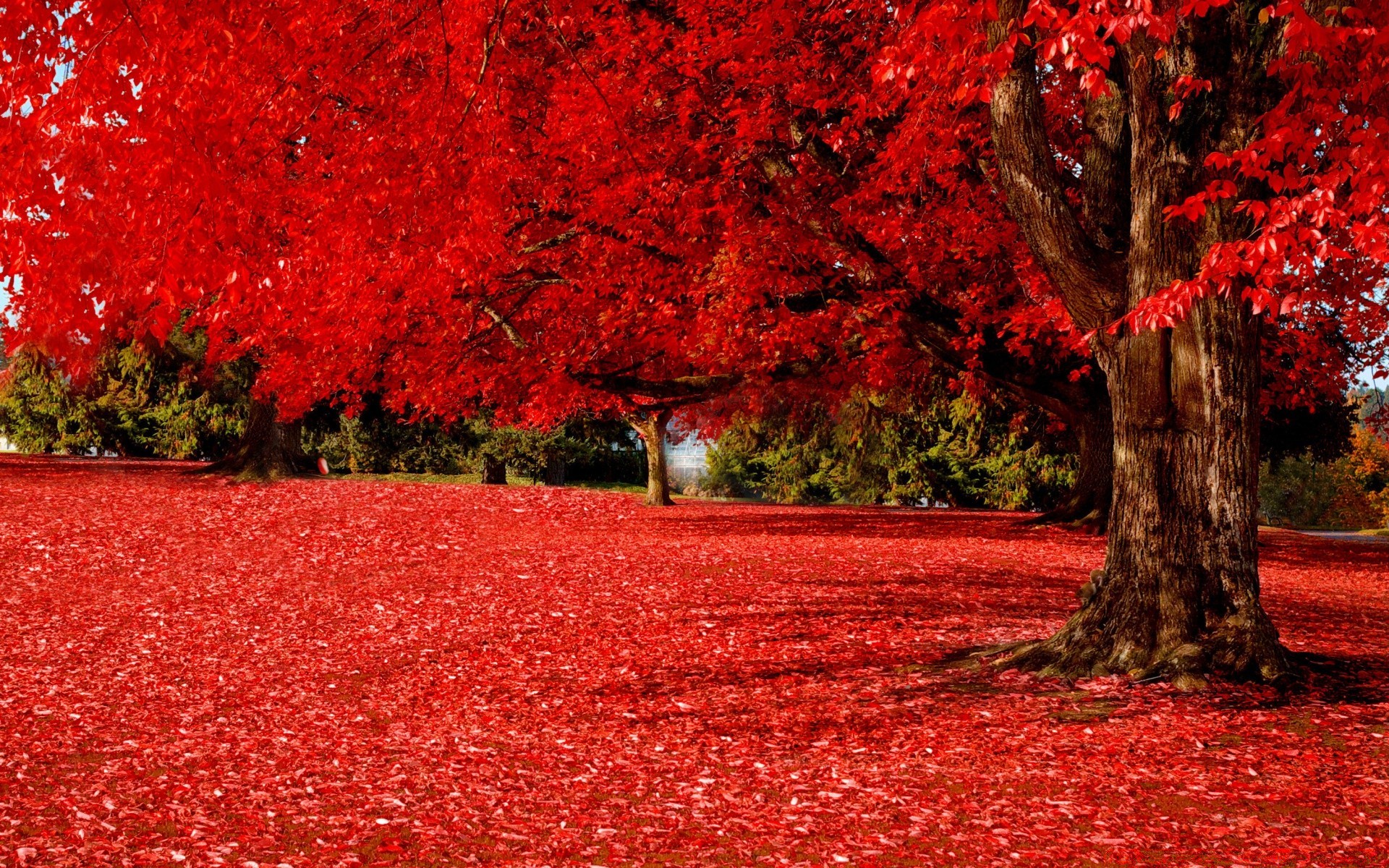 herbst baum blatt herbst saison landschaft natur park ahorn im freien farbe hell