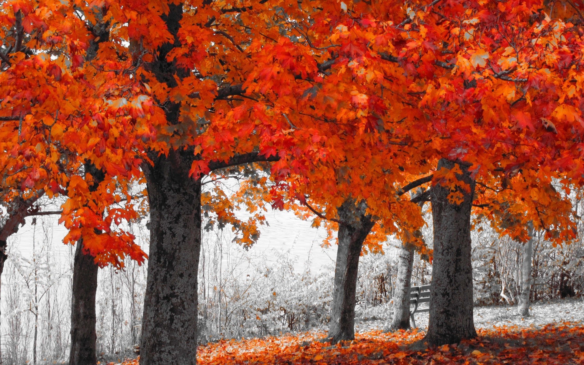 automne automne feuille saison arbre érable nature parc branche flore couleur lumineux bois paysage à l extérieur changement environnement scénique scène beau temps