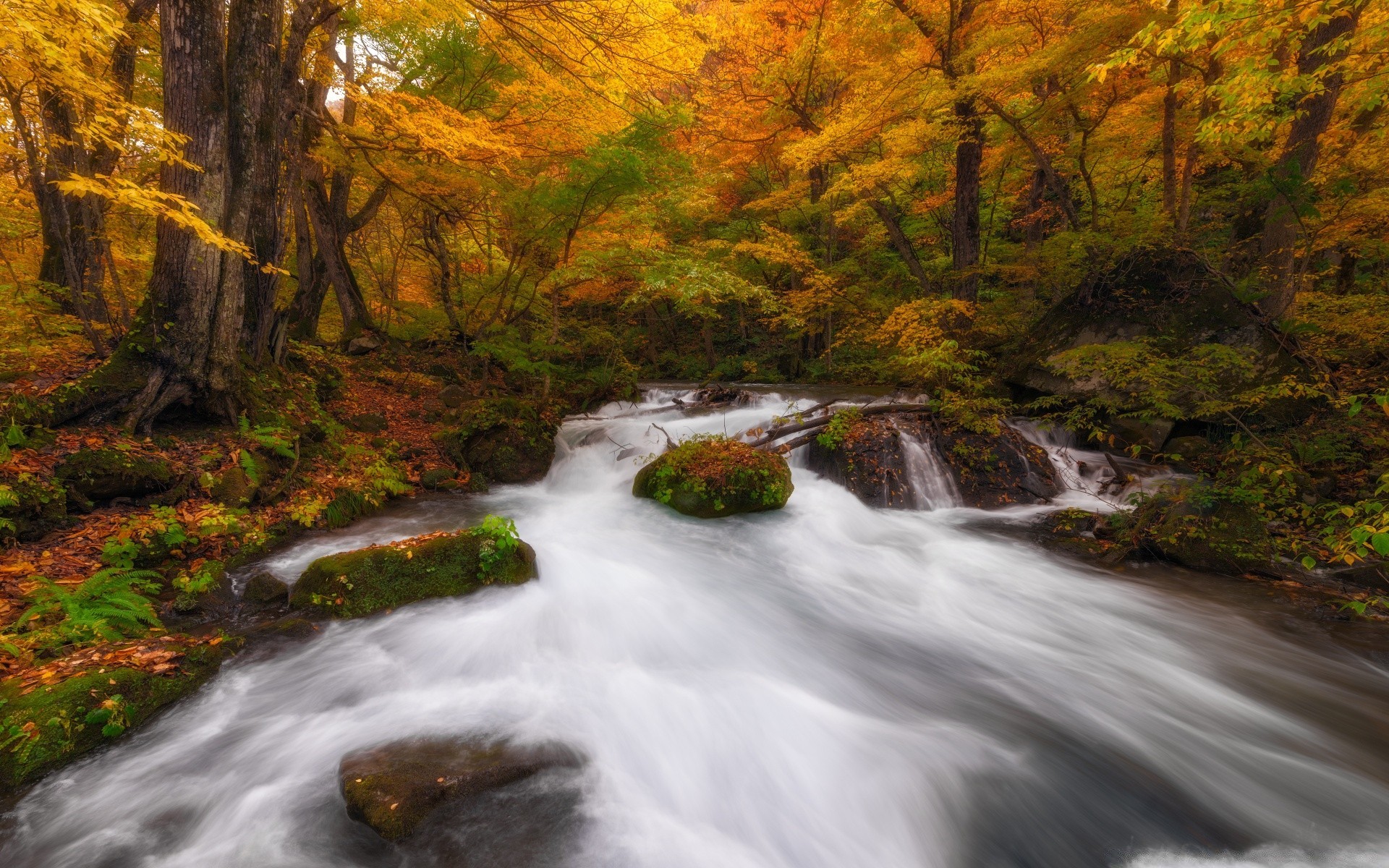 autumn fall waterfall wood river landscape water stream nature leaf tree outdoors creek rapids rock scenic cascade travel moss park