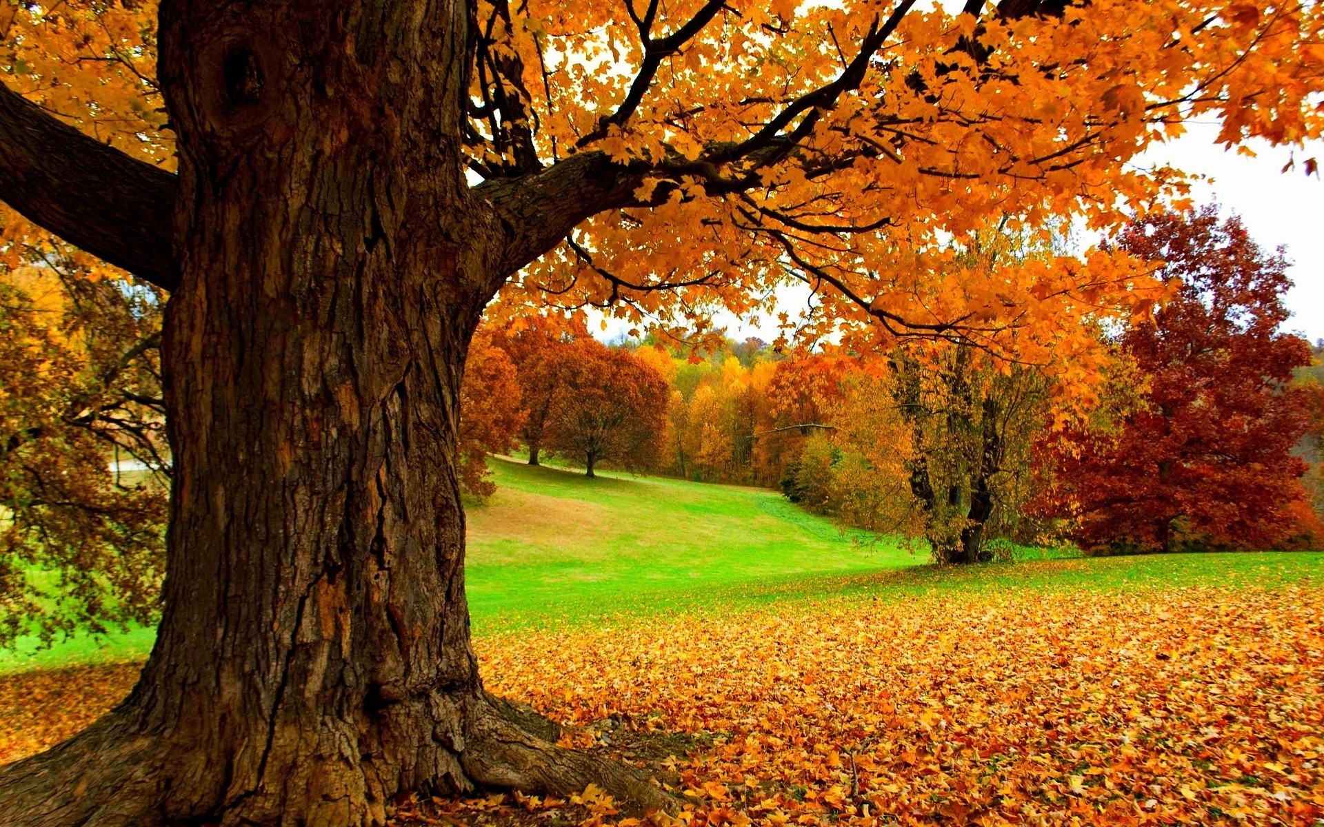 automne automne arbre feuille bois parc nature saison érable paysage à l extérieur or beau temps lumineux pittoresque campagne