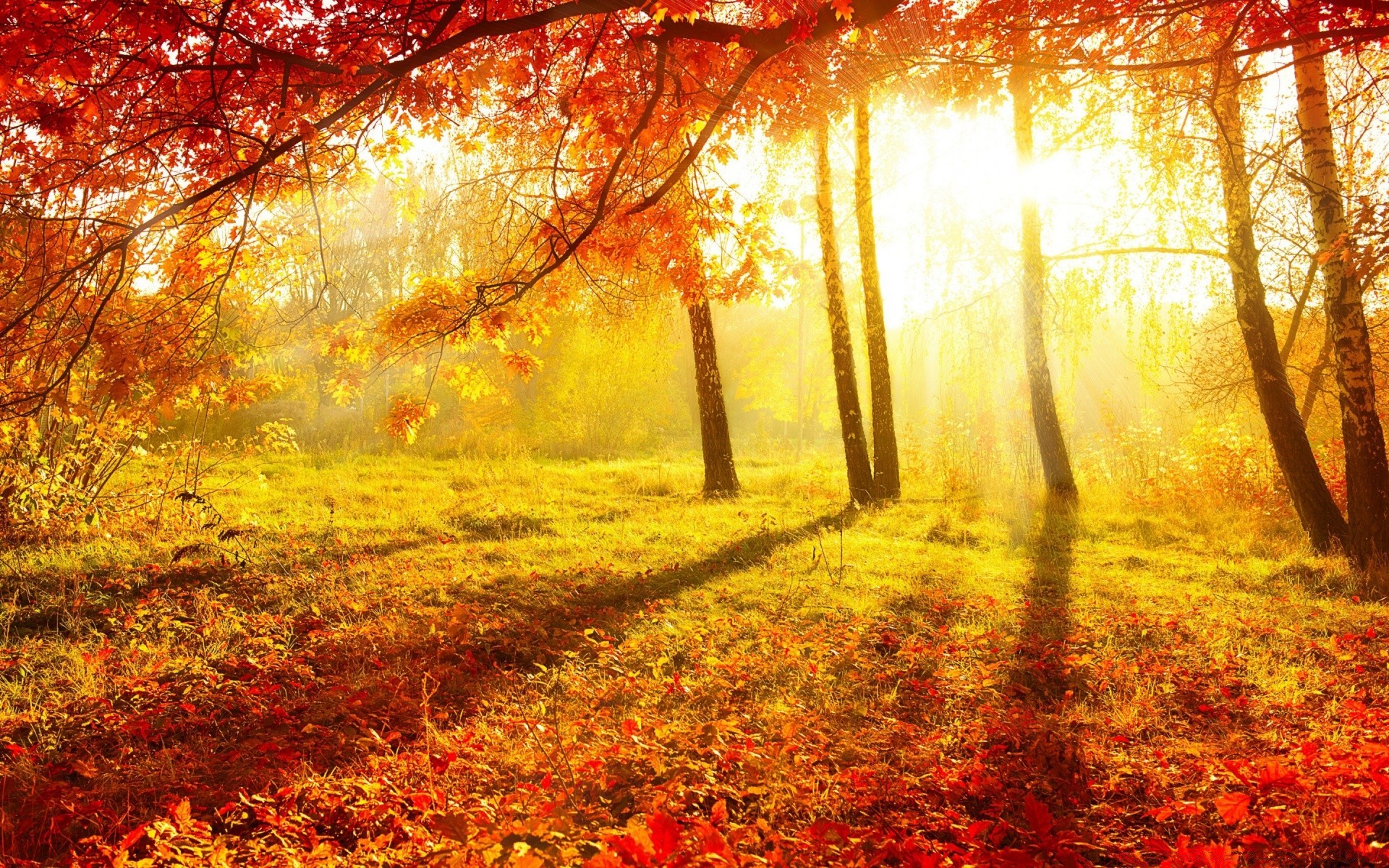 autunno autunno foglia albero legno stagione paesaggio acero parco natura oro alba sole ramo campagna bel tempo nebbia nebbia scenic scenario luminoso