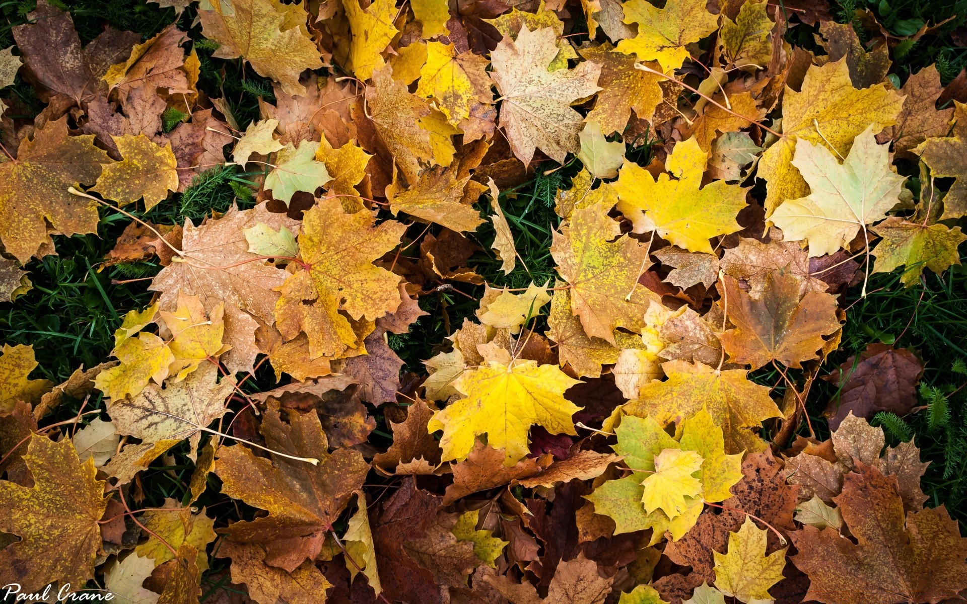 jesień jesień liść natura klon sezon flora jasny odkryty zbliżenie wzrost zmiana koloru drzewo pulpit oddział ziemia drewno środowisko