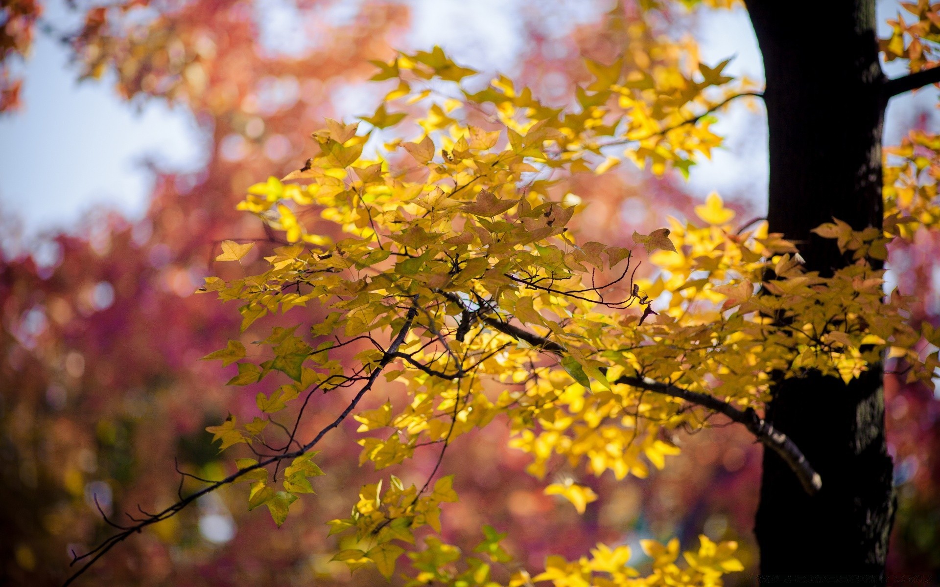 autumn leaf nature fall tree park season outdoors bright branch fair weather maple flora growth sun flower garden color summer landscape