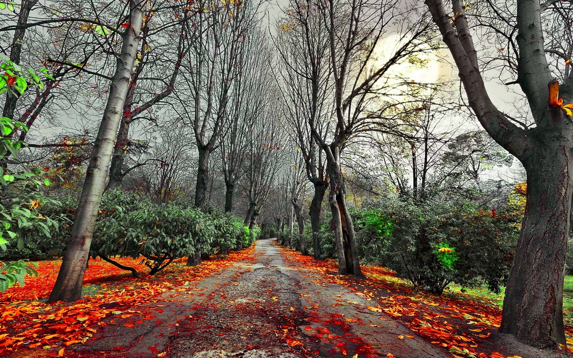 otoño árbol otoño madera hoja paisaje temporada naturaleza parque rama escénico al aire libre medio ambiente guía camino camino arce paisaje escena campo