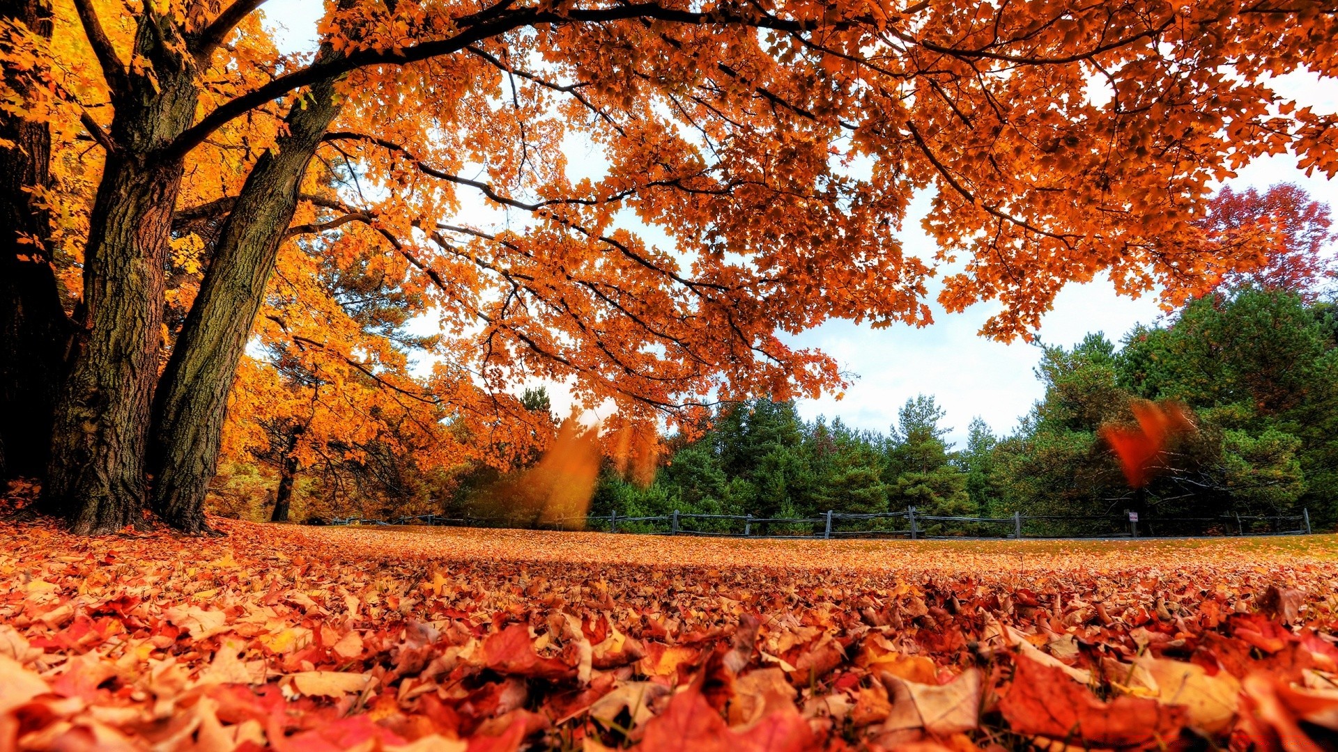 autumn fall tree landscape leaf outdoors park maple season scenic wood nature gold environment