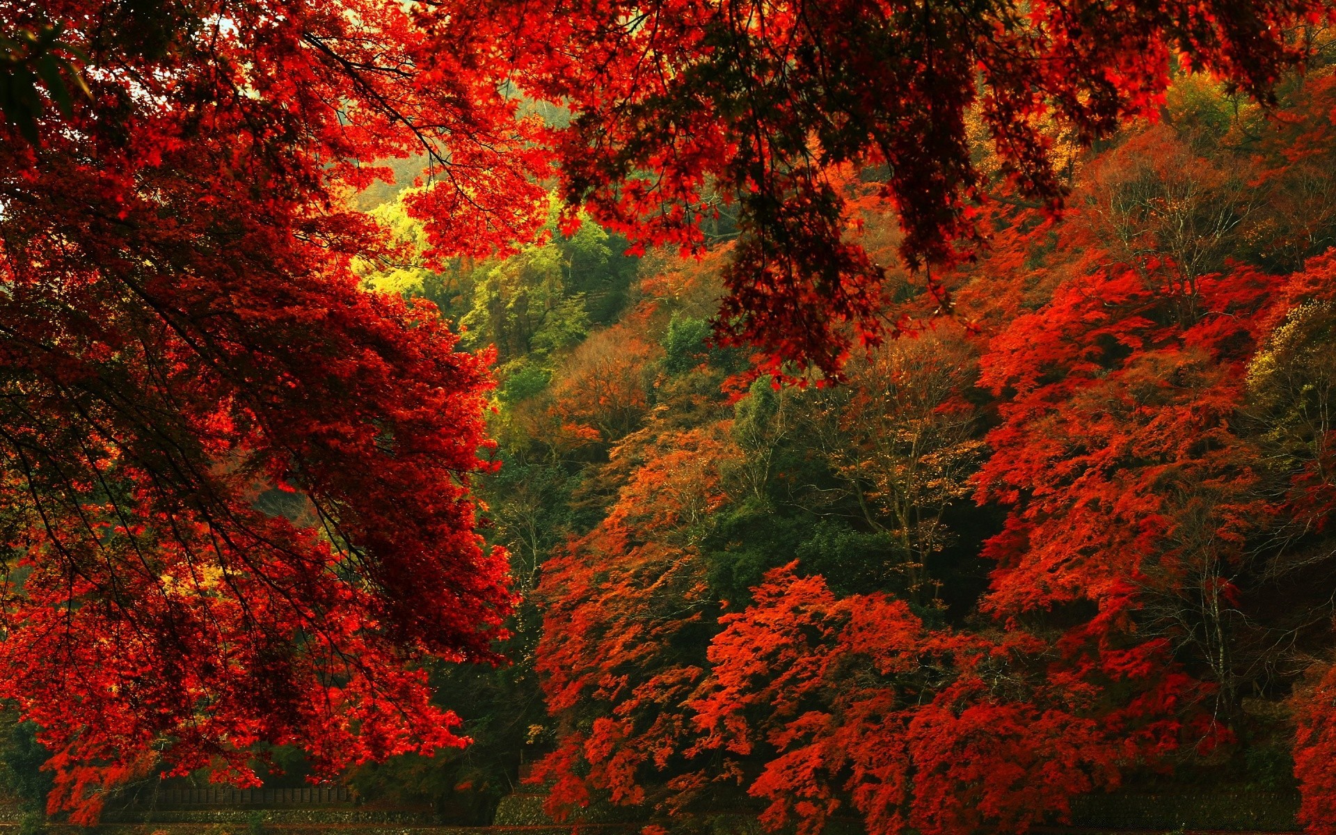 autunno autunno foglia albero acero legno all aperto paesaggio natura lussureggiante stagione vivid