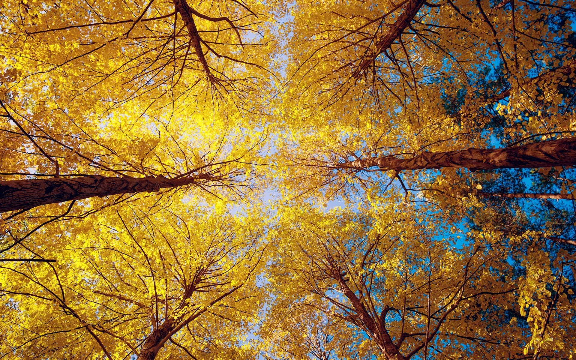 autumn fall tree season branch leaf wood gold maple nature landscape desktop color bright park environment trunk