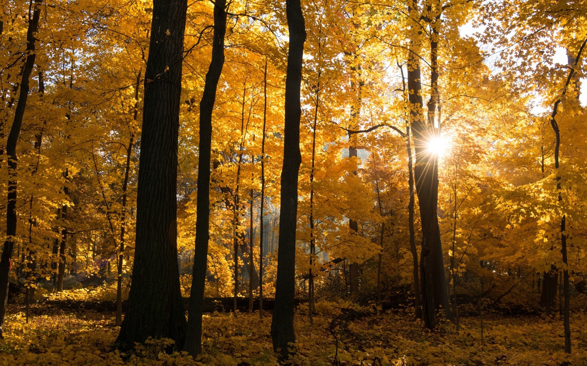 herbst herbst holz holz dämmerung blatt landschaft park hintergrundbeleuchtung nebel nebel gutes wetter sonne natur gold landschaftlich ahorn tageslicht jahreszeit zweig