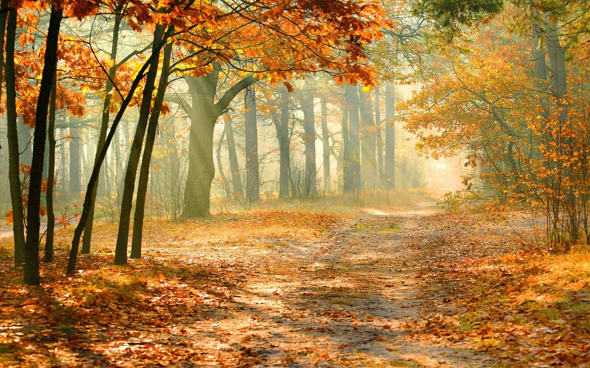 herbst herbst blatt holz holz nebel natur landschaft park ahorn saison nebel dämmerung zweig gutes wetter im freien landschaft üppig landschaftlich hell