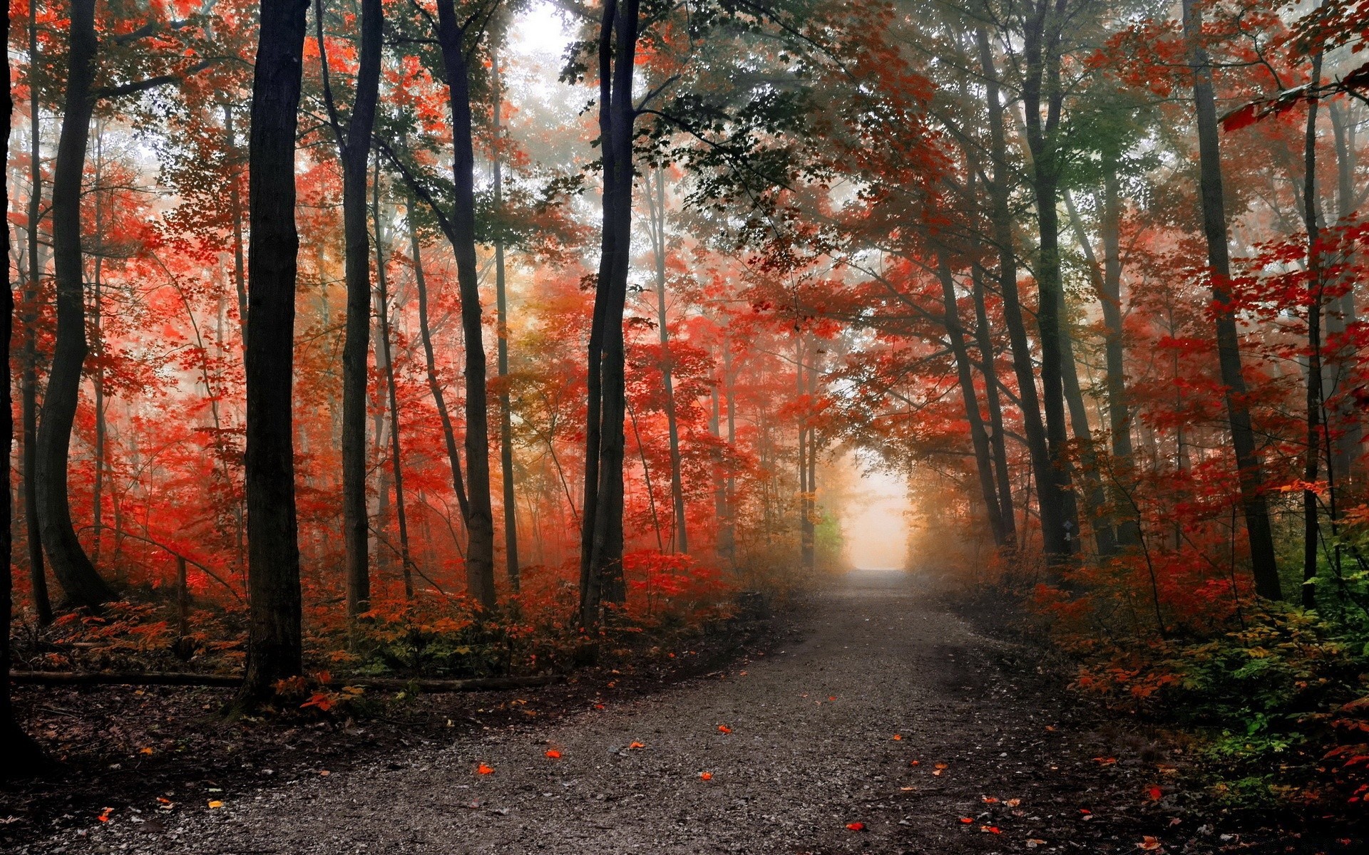 autumn fall leaf wood tree fog mist landscape park dawn nature road season alley guidance maple outdoors