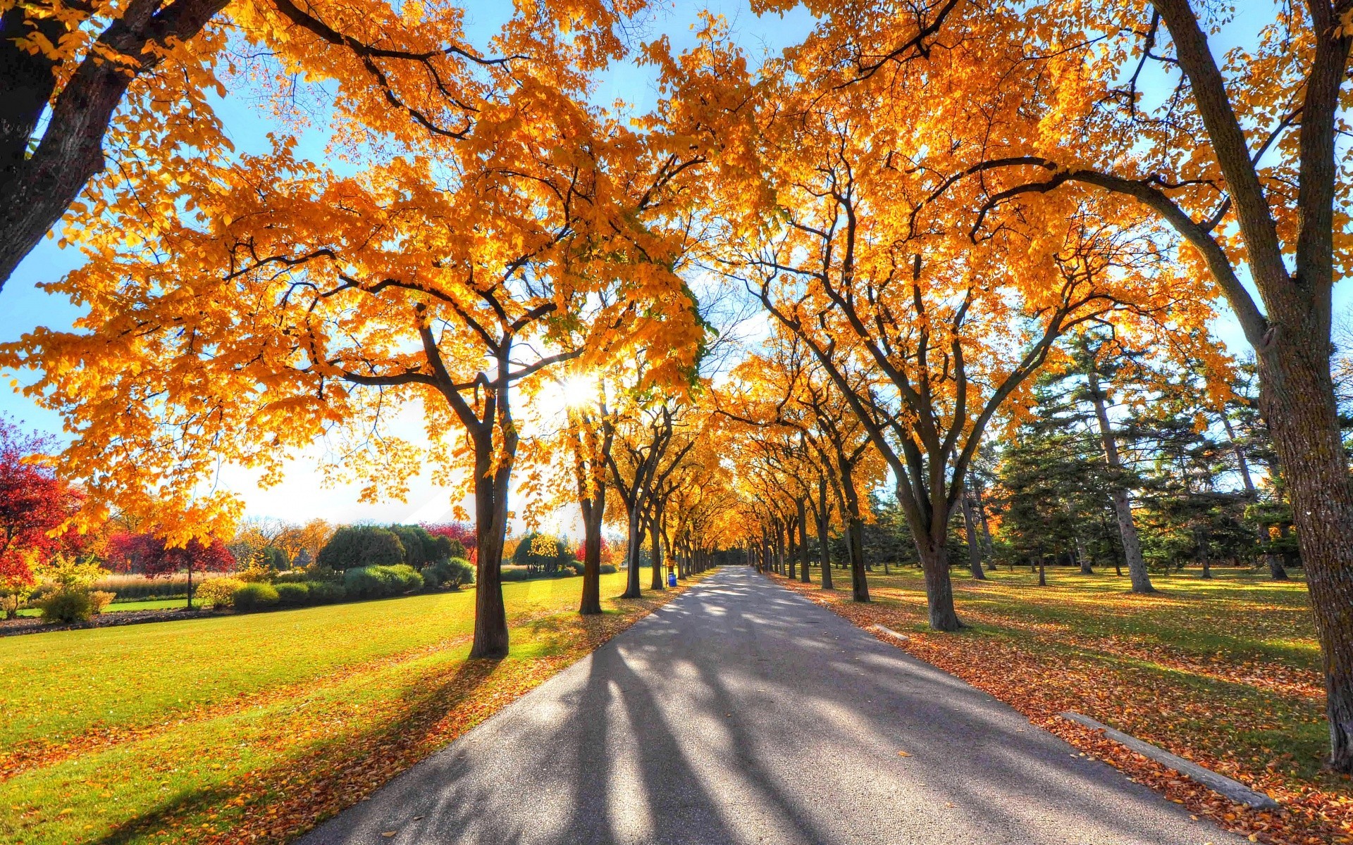 automne automne arbre route feuille guide paysage parc ruelle avenue saison scénique rural bois nature scène érable ruelle branche campagne paysage