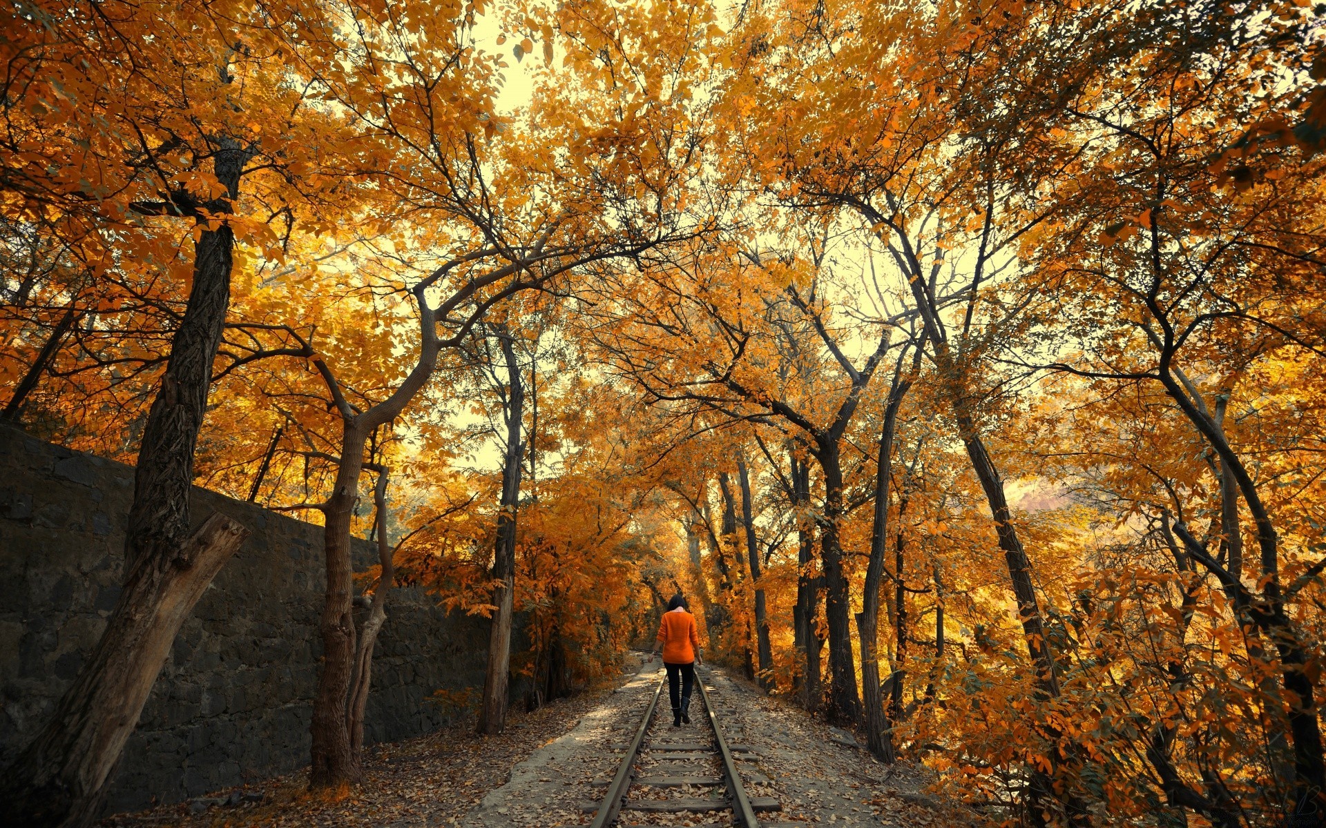 秋天 秋天 树 木 叶 景观 道路 导游 风景 公园 自然 户外 黎明 季节 枫树 黄金 树枝 好天气 日光