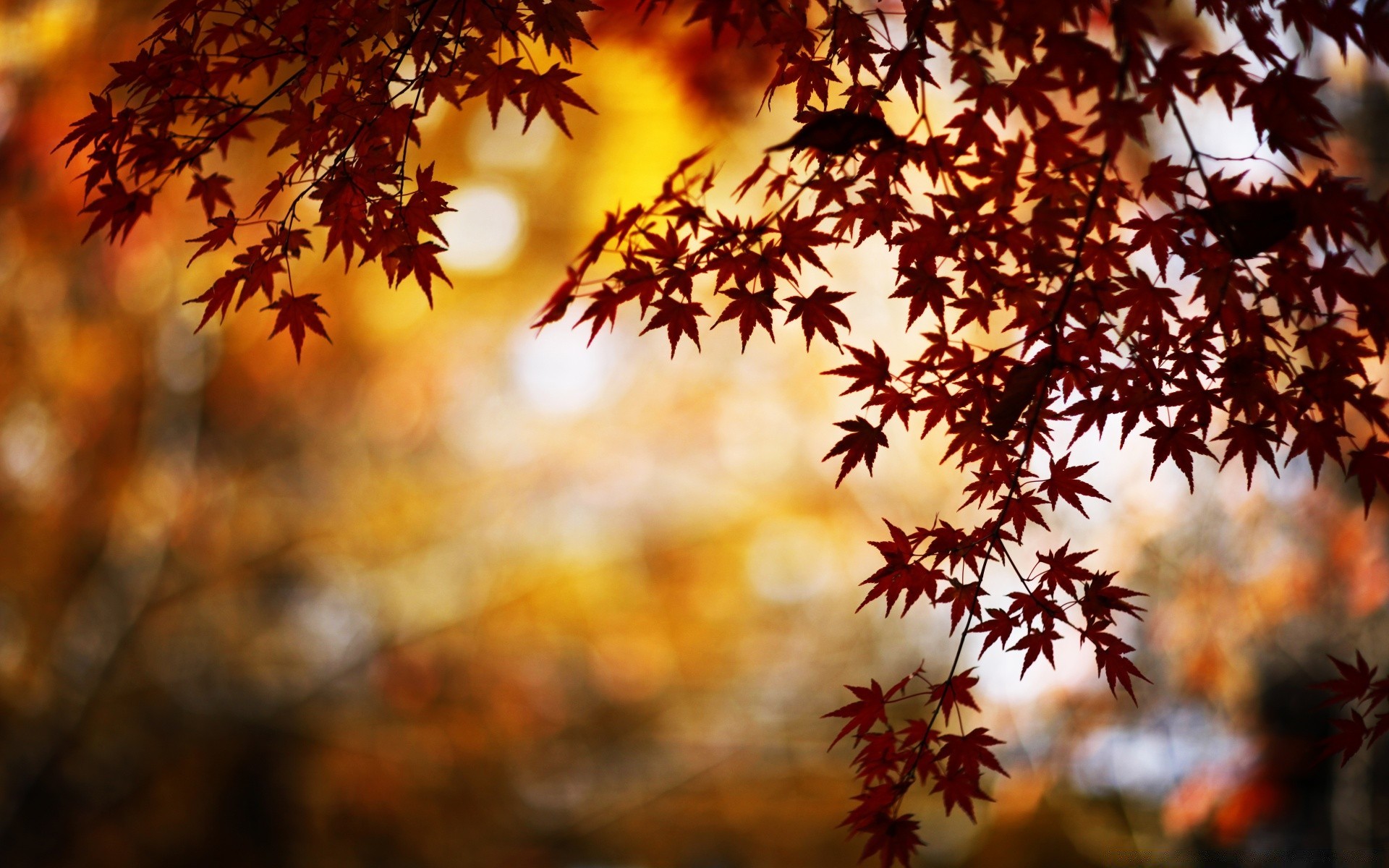 autumn fall leaf maple tree wood season nature change bright gold sun fair weather outdoors branch backlit park