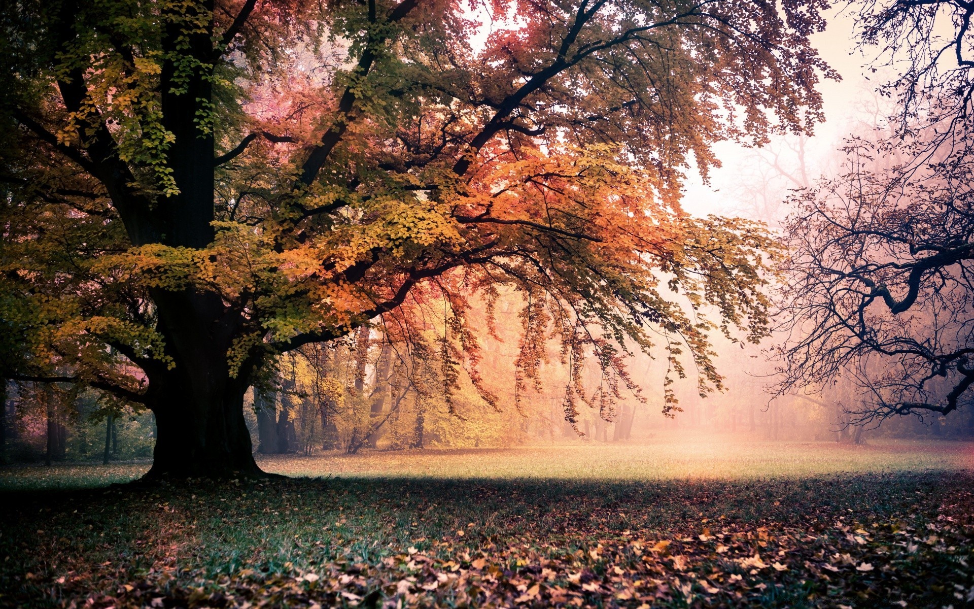 otoño árbol otoño paisaje parque hoja madera escénico naturaleza al aire libre temporada luz