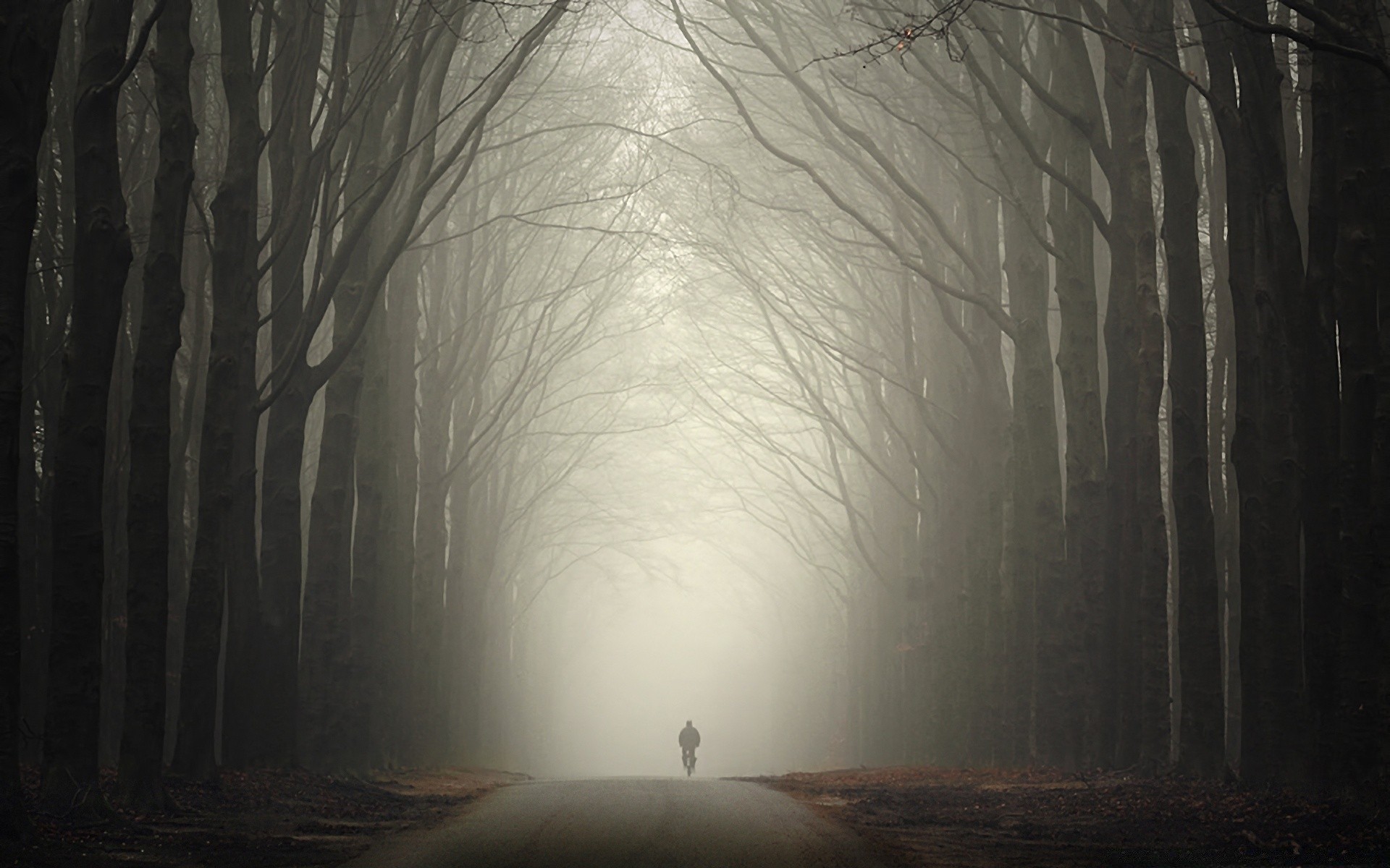 herbst licht baum landschaft winter nebel holz schatten dunkel morgendämmerung abstrakt