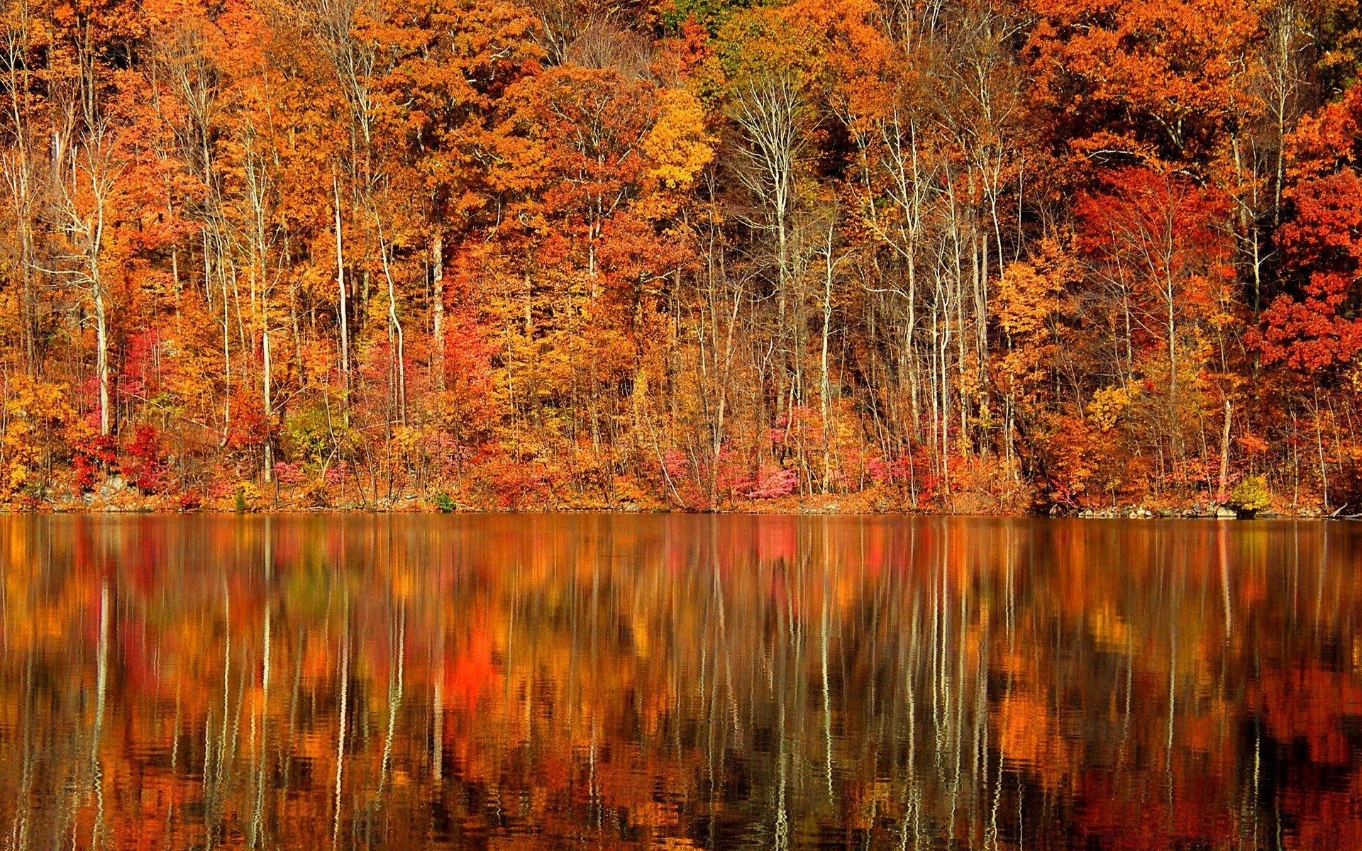 automne automne feuille bois nature bois érable à l extérieur paysage saison changement or eau lac parc sang-froid lumineux pittoresque beau temps réflexion