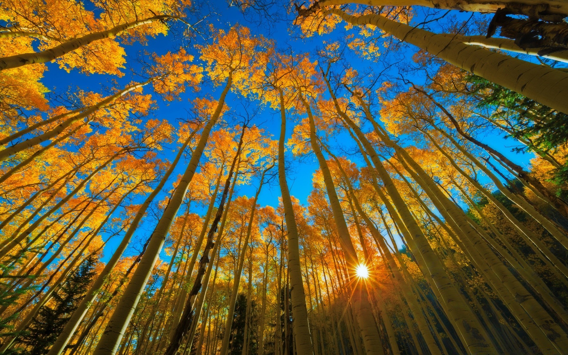 herbst holz natur herbst desktop blatt saison holz landschaft licht himmel abstrakt sonne hell gold im freien gutes wetter farbe reisen