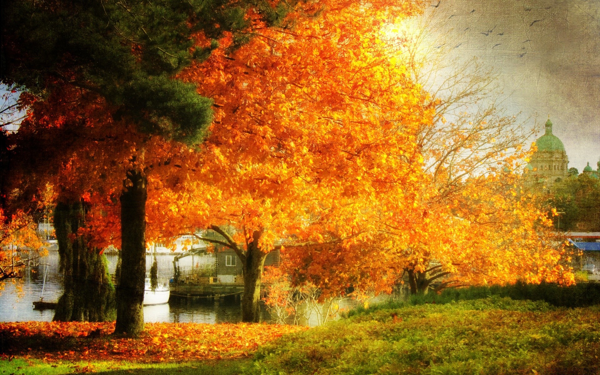 autunno autunno albero foglia alba natura parco all aperto paesaggio legno acero stagione sole bel tempo nebbia campagna nebbia lussureggiante