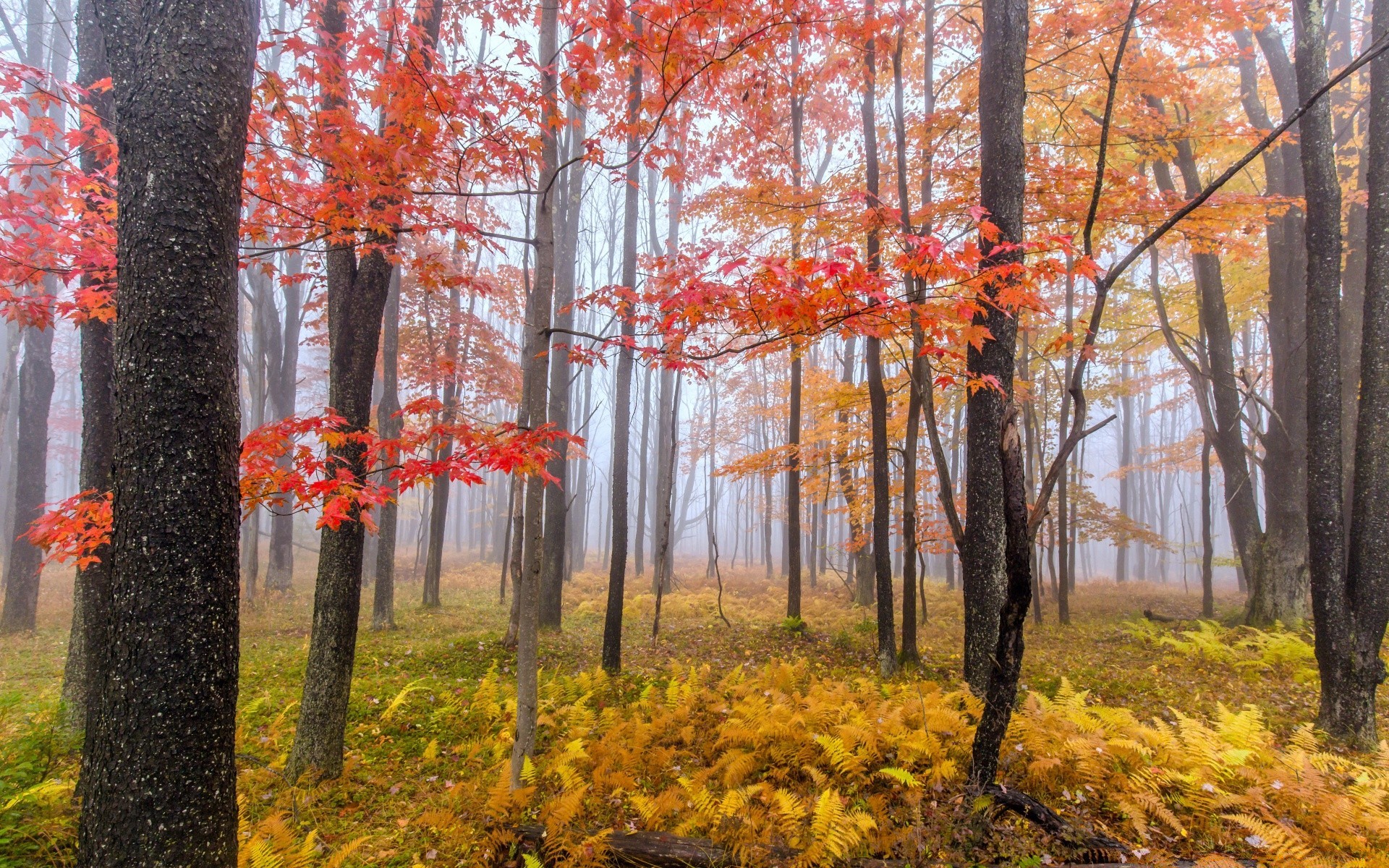 otoño otoño árbol hoja madera temporada arce naturaleza paisaje parque escénico paisaje rama medio ambiente escena color cambio oro guía brillante flora