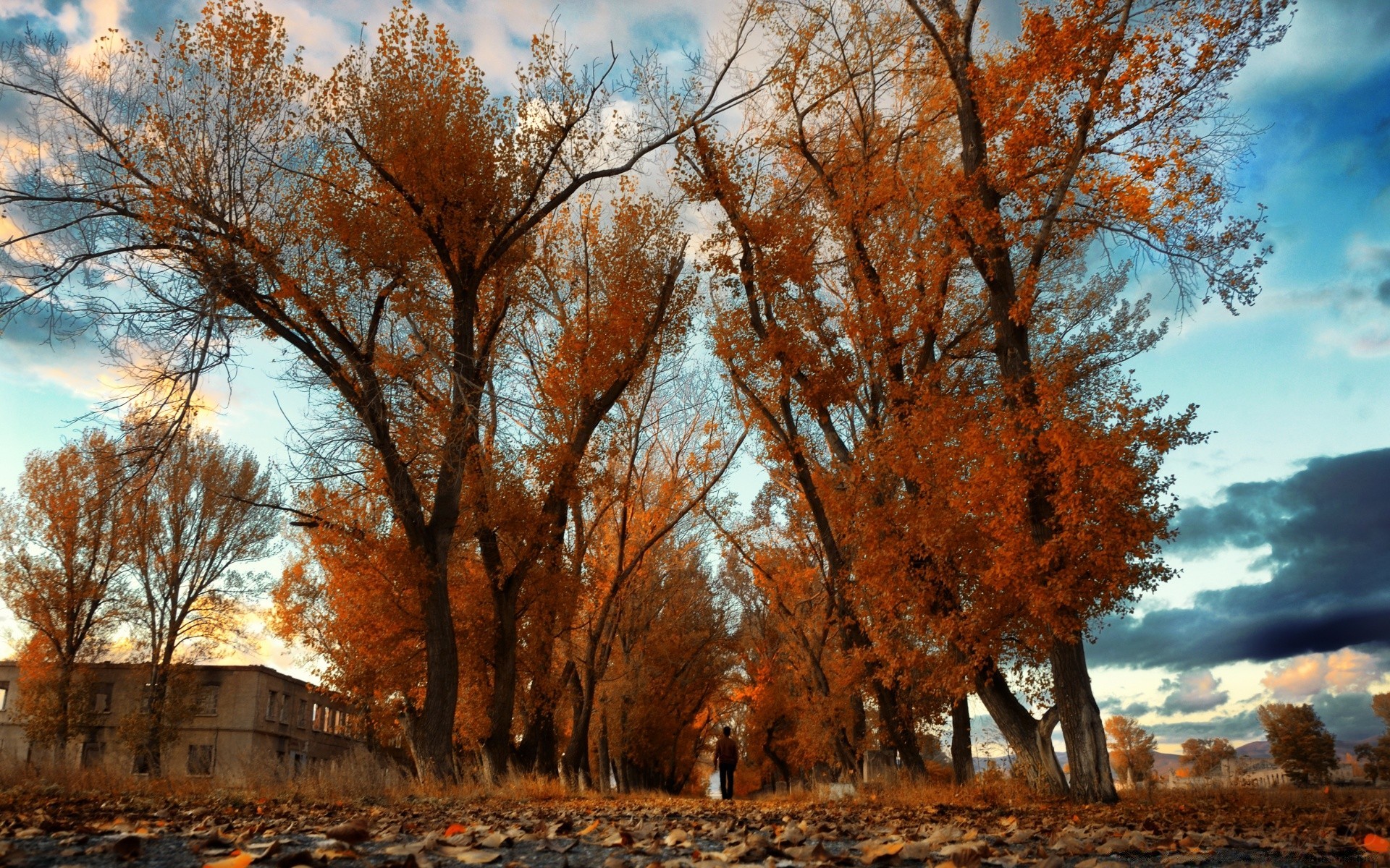 herbst holz landschaft herbst holz park saison landschaftlich natur im freien zweig dämmerung blatt winter wetter mittwoch gutes wetter szene